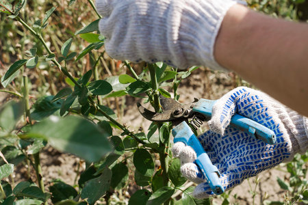 gardener pruning shears old dried roses in the garden. High quality photo