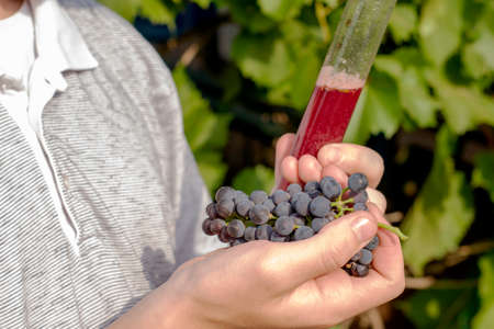 the winemaker holds in his hand and examines a bunch of grapes and a test tube with freshly squeezed grape juice for analysis. High quality photoの写真素材