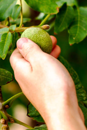 a man plucks a green walnut from a branch. High quality photoの写真素材