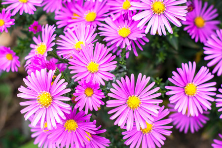 purple american aster flowers blooming in the garden in autumn. High quality photo