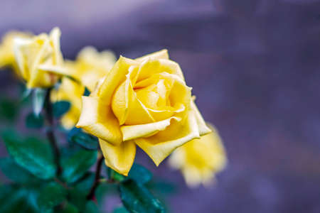 yellow rose on a background of green foliage. High quality photoの写真素材