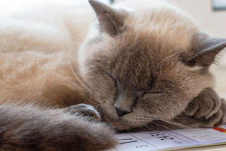 the cat sleeps in the room on the sofa close-upの写真素材