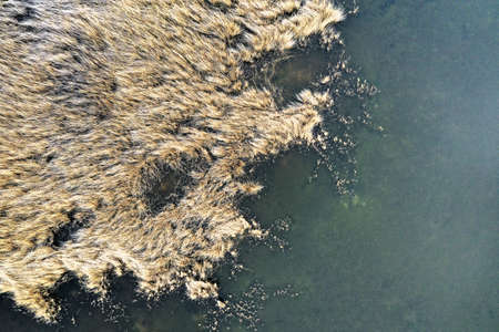 top view of the reeds on the lake background backdrop. high quality photoの写真素材
