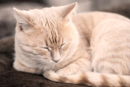 domestic cat sitting on the couch close-up. high quality photoの写真素材