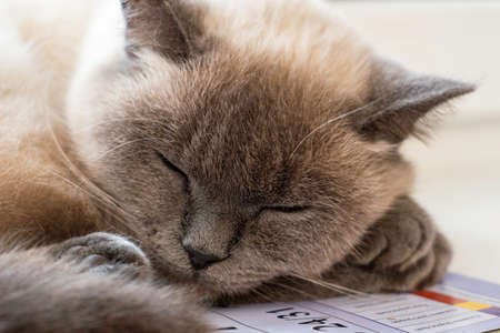 a cat sleeping by the window on a wall calendar. high quality photoの写真素材