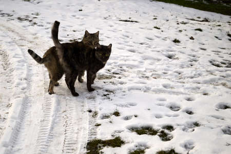 yard cats on a snowy road in winter. high quality photoの写真素材