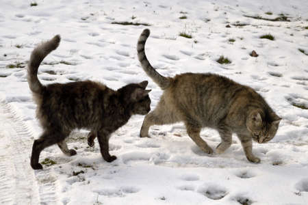 yard cats on a snowy road in winter. high quality photoの写真素材