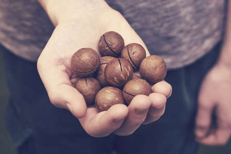 a man holds a handful of macadamia nuts in his palms close-upの写真素材