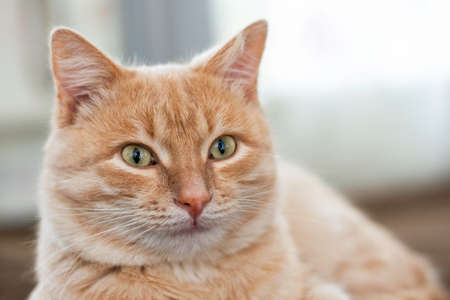 domestic cat sitting on the couch close-up. high quality photoの写真素材