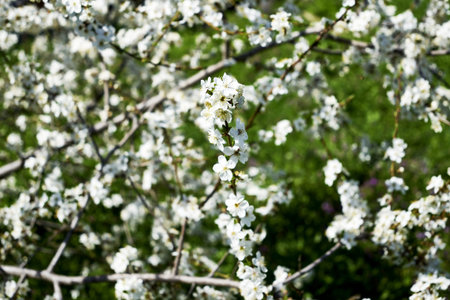 white cherry plum branches in the garden flowering in spring background backdrop. high quality photo