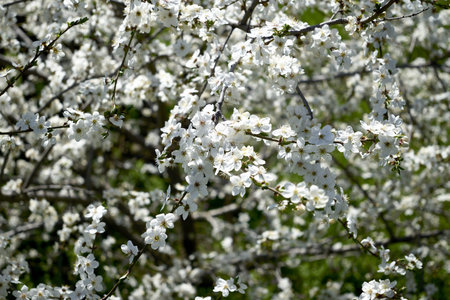 white cherry plum branches in the garden flowering in spring background backdrop. high quality photo