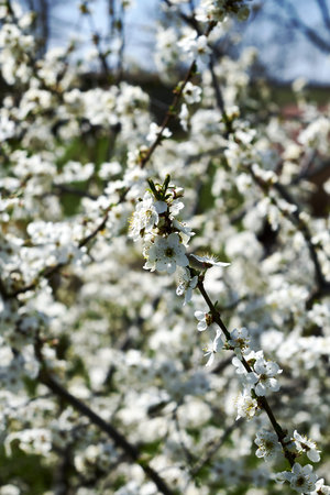white cherry plum branches in the garden flowering in spring background backdrop. high quality photo