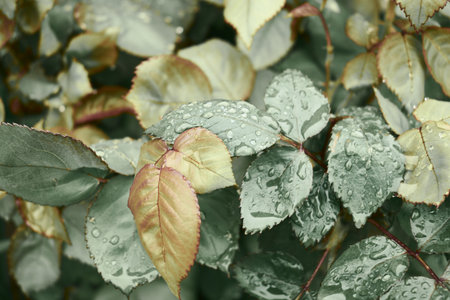 water drops on green rose leaves after rain in the garden. high quality photoの写真素材