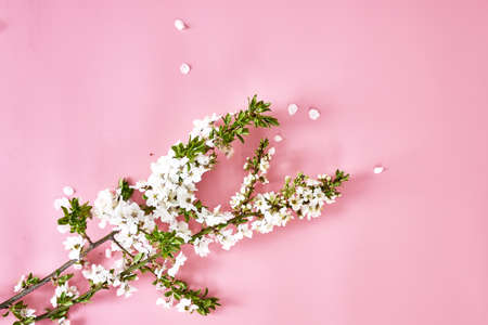 blooming cherry branches on a pink background with a copy space. high quality photoの写真素材