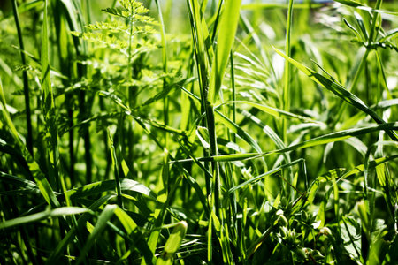 green grass close-up on a meadow in spring background backdrop. high quality photo