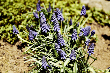 blue mouse hyacinth muscari flowers blooming in the garden in spring. high quality photoの写真素材