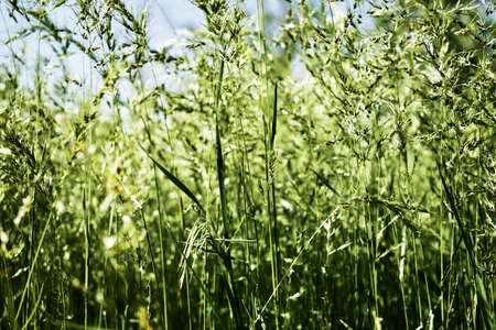 green grass close-up on a meadow against a blue sky background. high quality photoの写真素材