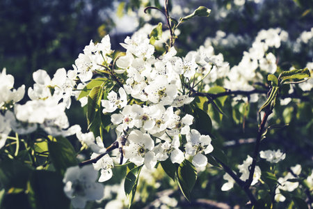 pear blooming in the garden in spring. high quality photo
