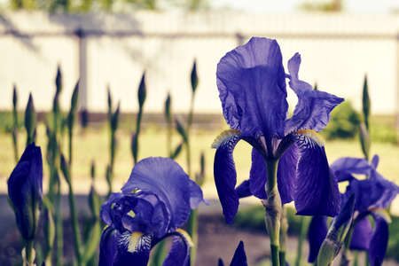 blue iris blooming in the garden in spring. high quality photoの写真素材