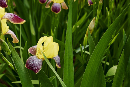 yellow iris blooming in the garden in spring. high quality photo