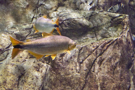 Salminus brasiliensis dorado, golden dorado, river tiger or jawed haracin - large predatory...