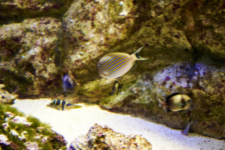 Striped surgeon Acanthurus lineatus is a marine fish of the Surgeonidae family in the water. high quality photoの写真素材