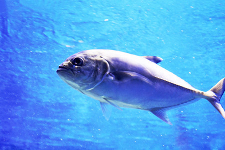 The six - striped caranx Caranx sexfasciatus is a species of marine ray - finned fish from the...