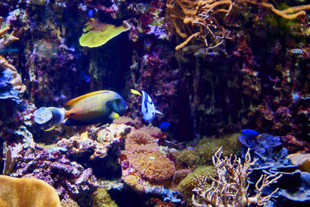 The blue surgeon or flag surgeon Paracanthurus hepatus is a species of marine ray-finned fish in the Surgeonidae family. The only representative of the genus Paracanthurus. high quality photoの写真素材