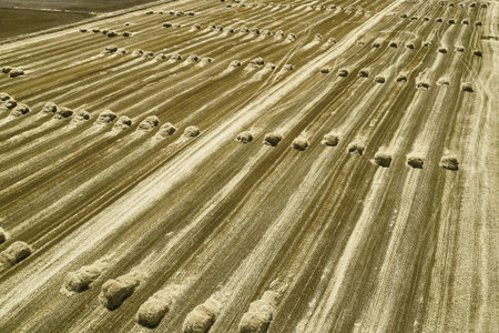 straw rolls after harvesting wheat top view background backdrop. high quality photo