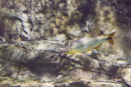 Salminus brasiliensis dorado, golden dorado, river tiger or jawed haracin - large predatory...