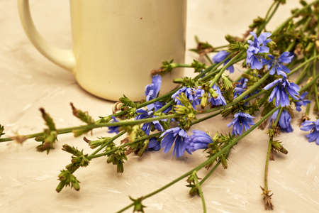 chicory powder in a coffee mug next to chicory flowers. high quality photoの写真素材