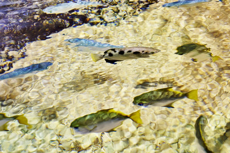 a small fish swimming in clear clear water. high quality photo