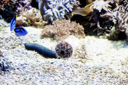 sea urchin on a sandy bottom among coral reefs