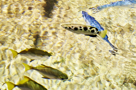 a small fish swimming in clear clear water
