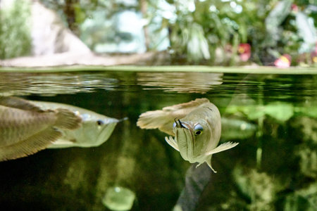 Aravan or light aravan Osteoglossum bicirrhosum is a tropical freshwater fish from the Aravan family...