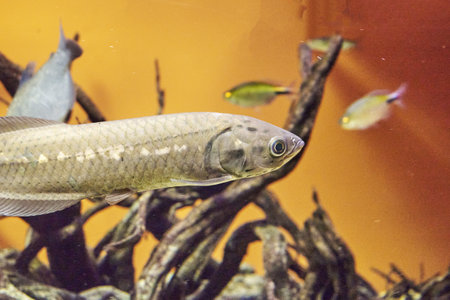 The Nile heterosis or simply heterotis Heterotis niloticus is a tropical freshwater ray - finned fish from the Aravan family. high quality photoの写真素材