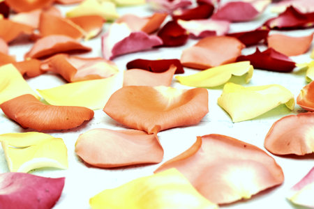 rose petals on a blue background festive screensaver backdrop. high quality photoの写真素材