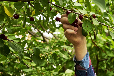 a man plucks juicy ripe cherries from the branches. high quality photoの写真素材