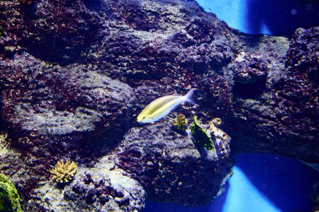 Rabirubia, or Cuban yellowtail, or yellow-tailed snapper Ocyurus chrysurus is a species of...