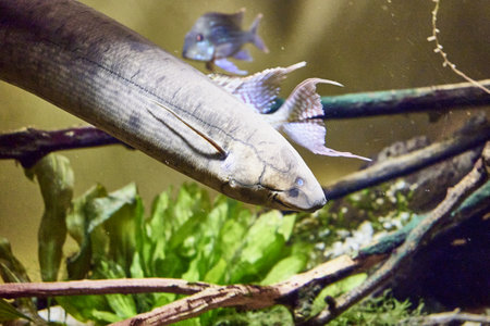 The American scalefish, or lepidosiren Lepidosiren paradoxa is a lungfish, the only species of the genus scalefish and the family scalefish among aquatic vegetation. high quality photoの素材 [FY310192394346]