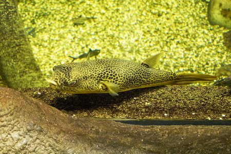 Mbu Tetraodon mbu is a freshwater and brackish-water fish of the family of blowfish of the order of blowfish swimming near the seabed. high quality photoの写真素材