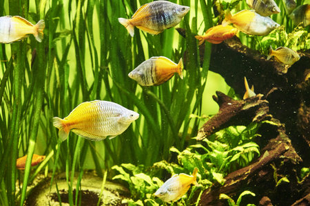 a flock of rainbow fish melanotenias boesman among algae in clear water. high quality photoの写真素材