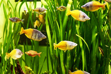 a flock of rainbow fish melanotenias boesman among algae in clear water. high quality photoの写真素材