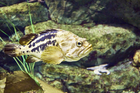 sea swimming bass in the water among the rocks. high quality photoの写真素材