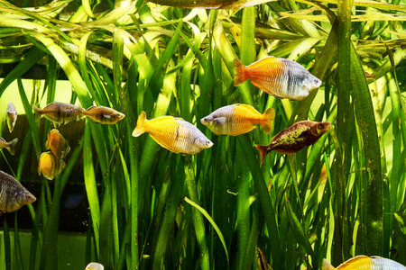 a flock of rainbow fish melanotenias boesman among algae in clear water. high quality photoの写真素材