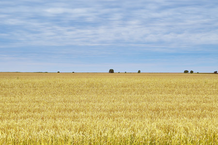 a field of ripe yellow wheat against a blue sky. high quality photoの写真素材