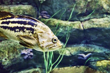sea swimming bass in the water among the rocks. high quality photoの写真素材