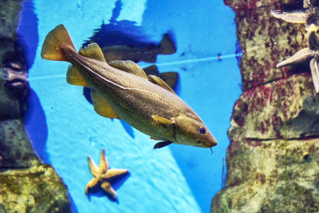 Atlantic cod Gadus morhua in blue water among rocks. high quality photo