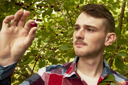 a young gardener examines a cherry plucked from a branch in the garden. high quality photoの写真素材