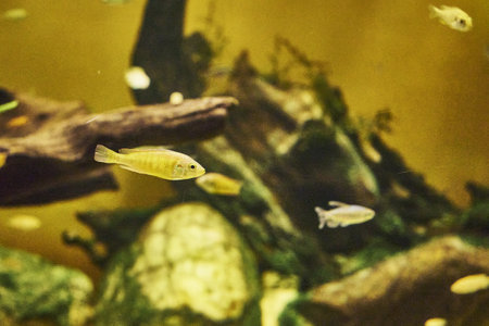 Labidochromis elou or labidochromis cerulius yellow Labidochromis caeruleus floating in water among stones. high quality photoの写真素材